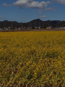 菜の花畑