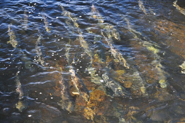 滝渕川を遡上する鮭。多い時は1日3000尾がやってくる。