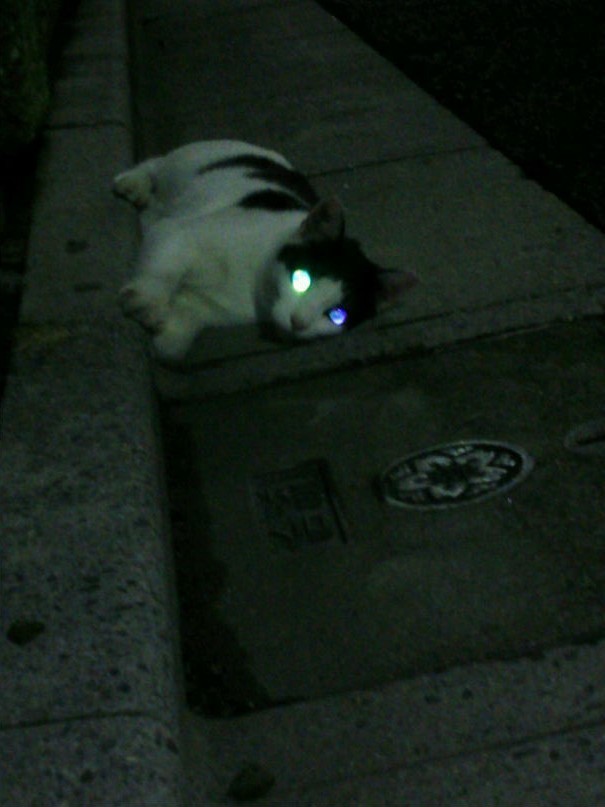 暗いところでキラッと光る猫の目。夜目がきくことから夜行性と勘違いされがちです
