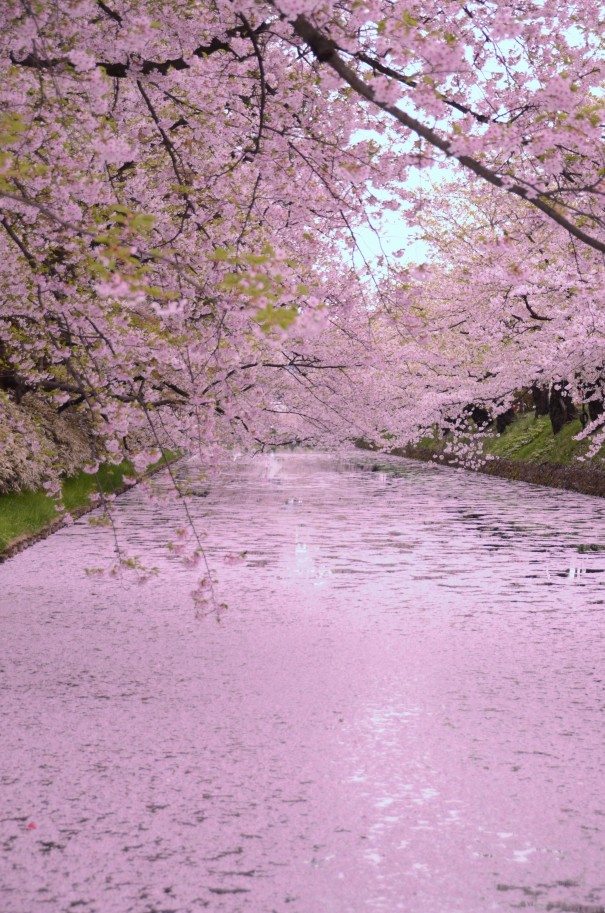 弘前城を囲むお堀を散った桜が埋めつくす｢花筏｣。