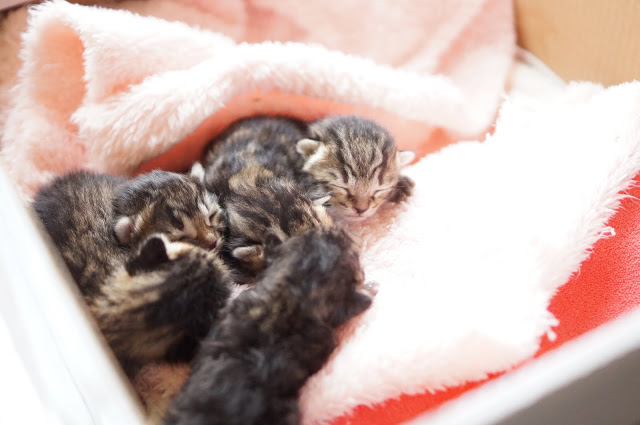 ６月18日に保護された６匹の子猫兄妹。
