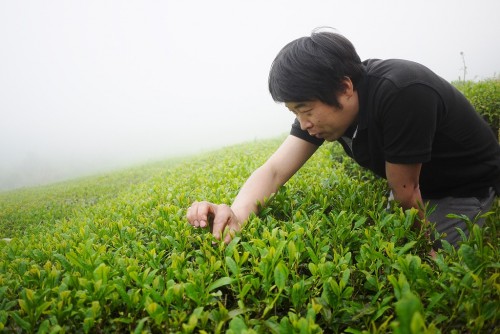 「在来種の茶畑は多様な品種が混在しているため、色にもムラがあるんです」と浩さん。この地ならではの茶葉は、他の産地にはない、優しく個性豊かな味わいになります。