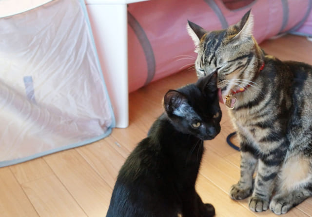 猫にだって相性がある 先住猫と新入り猫を仲良くさせる方法 猫のふしぎ第18回 サライ Jp 小学館の雑誌 サライ 公式サイト