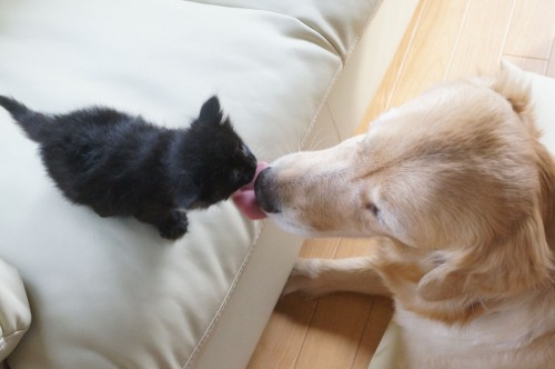 猫と猫、猫と人だけでなく、猫と犬だって仲良くなれます。