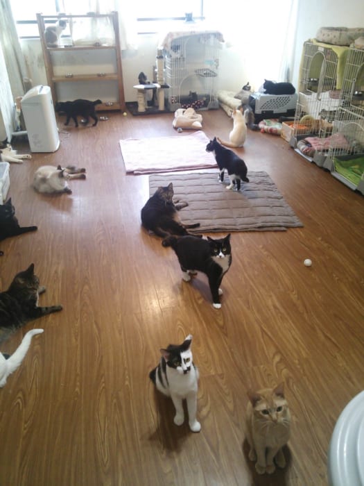20匹ほどの猫たちがのびのびと暮らすシェルターの一室。