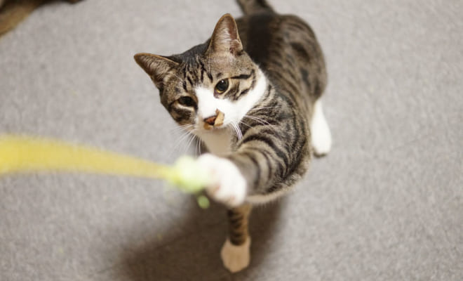 ときには命の危険も 愛猫の 誤飲事故 を防ぐ方法と対策 猫のふしぎ第23回 サライ Jp 小学館の雑誌 サライ 公式サイト
