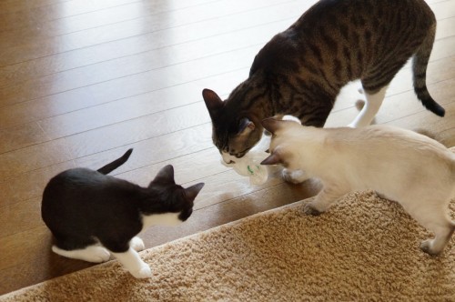 猫はビニールが大好き！保護子猫たちがビニールで遊ぼうとしたら、「これ、もらうよ」といわんばかりにあわびくんが横取り。お兄ちゃんなのに～。