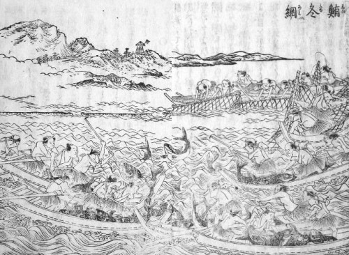 「日本山海名産図会」に描かれた江戸時代のまぐろ漁。（国立国会図書館蔵）