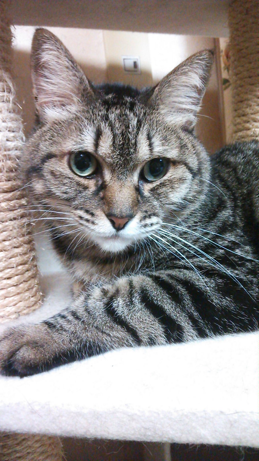 原因は意外なところに 愛猫がトイレじゃないところで粗相してしまう理由 猫のふしぎ第26回 サライ Jp 小学館の雑誌 サライ 公式サイト