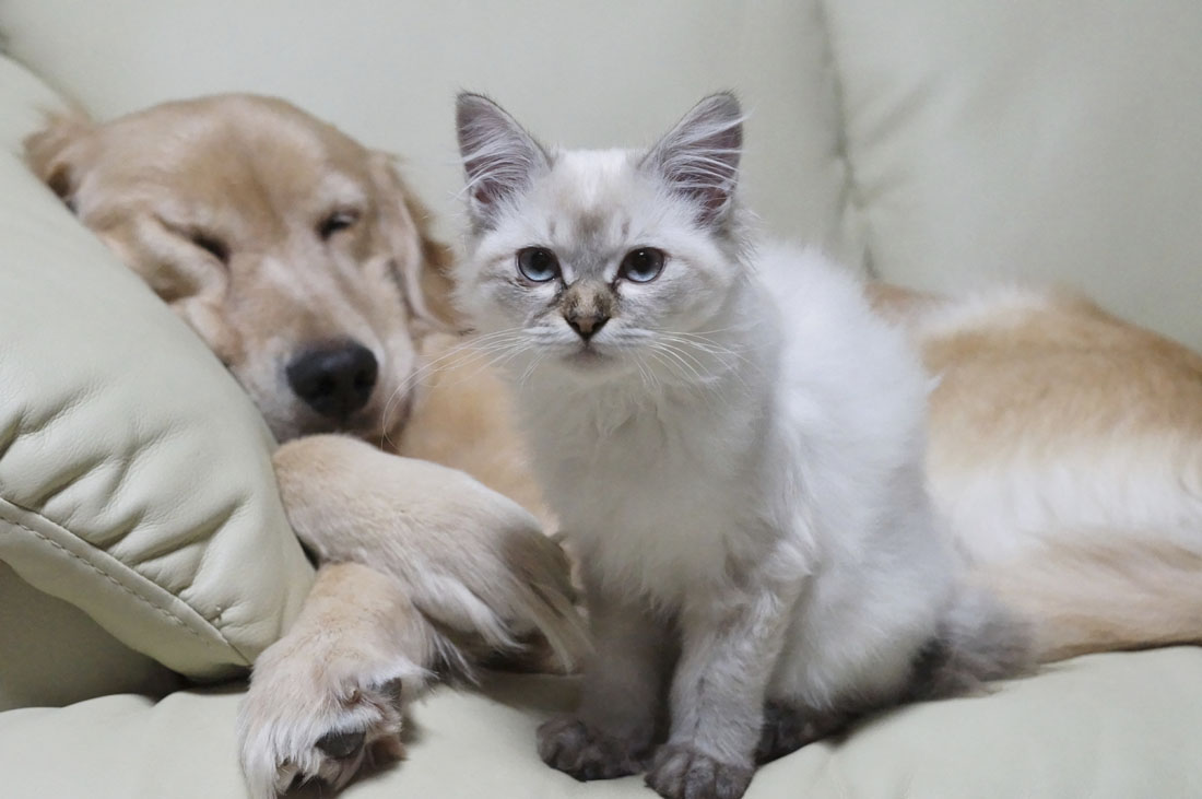 2人と1匹の懸命な介護で元気に回復 わさびちゃんち に保護された病気の子猫たち サライ Jp 小学館の雑誌 サライ 公式サイト