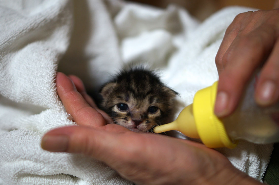 救えるのに救わないなんてできない わさびちゃんちの母さん が猫の保護を続ける理由 サライ Jp 小学館の雑誌 サライ 公式サイト