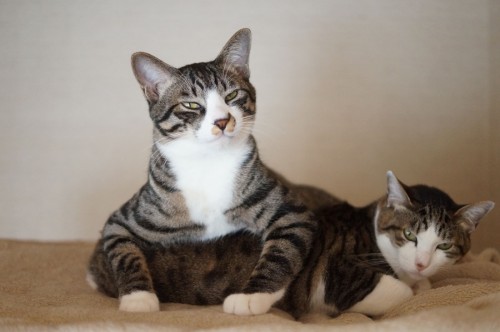 なかなか譲渡がまとまらず、母猫にがりちゃん（右）と一緒にわさびちゃんちの正式な家族になったあわび（左）。