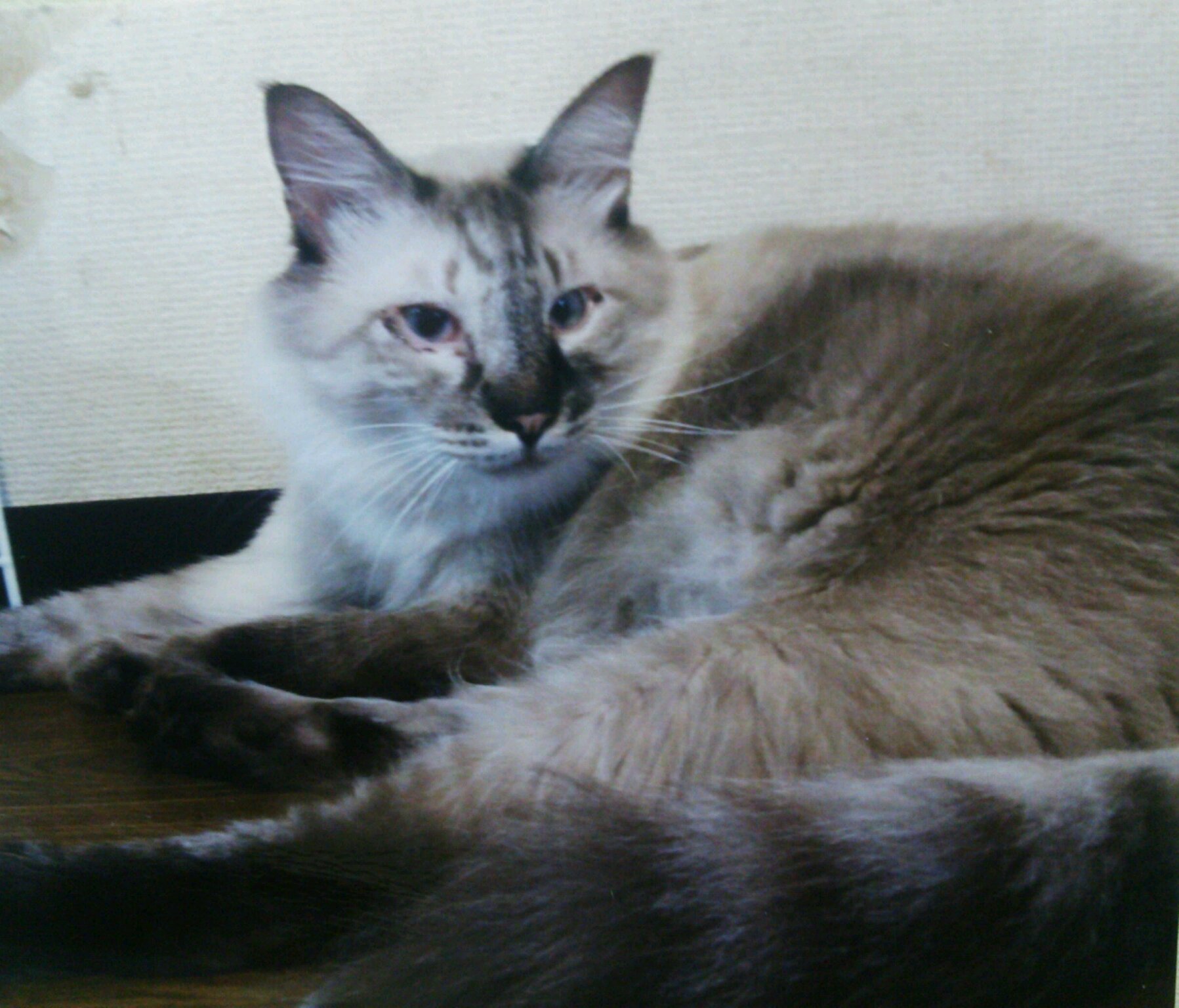 だからあんなに甘えてくれたんだね 突如おとずれた愛する猫との 別れのとき サライ Jp 小学館の雑誌 サライ 公式サイト