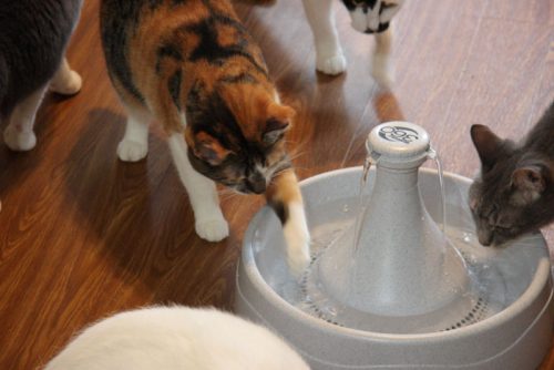 猫 が 水 を よく 飲む