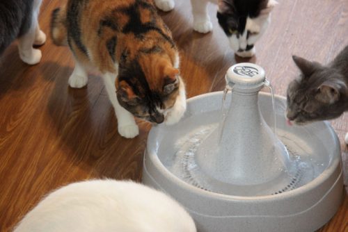 猫30匹で大実験！「猫が好む水飲み器」1位はこれだった  サライ.jp 