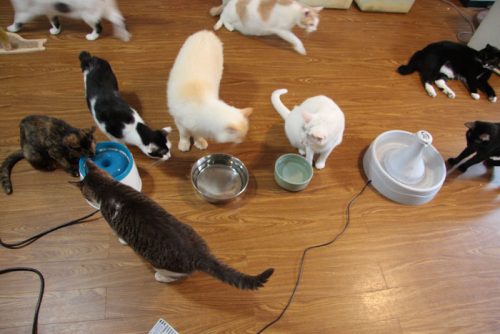 猫30匹で大実験！「猫が好む水飲み器」1位はこれだった | サライ.jp 