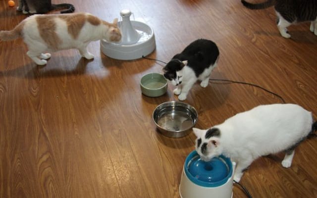 猫30匹で大実験！「猫が好む水飲み器」1位はこれだった | サライ.jp
