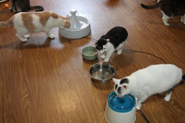 猫30匹で大実験 猫が好む水飲み器 1位はこれだった サライ Jp 小学館の雑誌 サライ 公式サイト