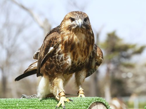 鷲 ワシ と鷹 タカ の違いと究極の見分けポイント3つ サライ Jp 小学館の雑誌 サライ 公式サイト