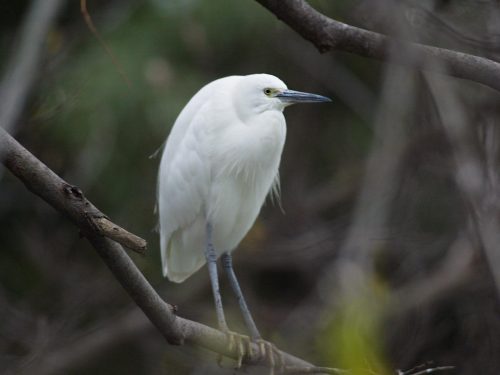 シラサギという名前の鳥はいない！鳥の名前の魔訶不思議な由来とは ...