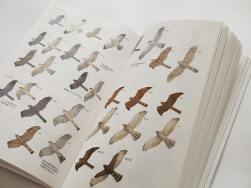 愛鳥家なら必携 日本で30年ぶりとなる野鳥のイラスト図鑑 サライ Jp 小学館の雑誌 サライ 公式サイト
