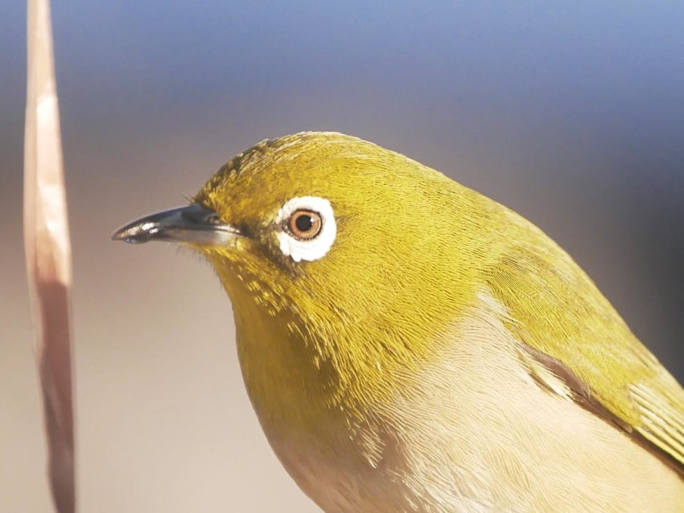 メジロを観察するとき知っておきたい6つのこと【ベランダ野鳥観察のすすめ】 | サライ.jp|小学館の雑誌『サライ』公式サイト