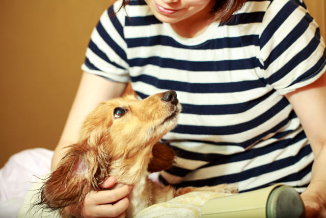 あなたと愛犬との絆の強さが如実にわかる 犬の行動 とは サライ Jp 小学館の雑誌 サライ 公式サイト