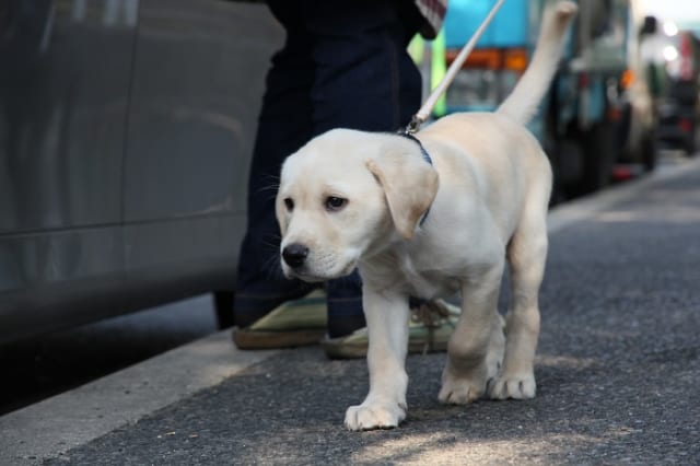 盲導犬について知っておきたいいくつかの大切なこと サライ Jp 小学館の雑誌 サライ 公式サイト