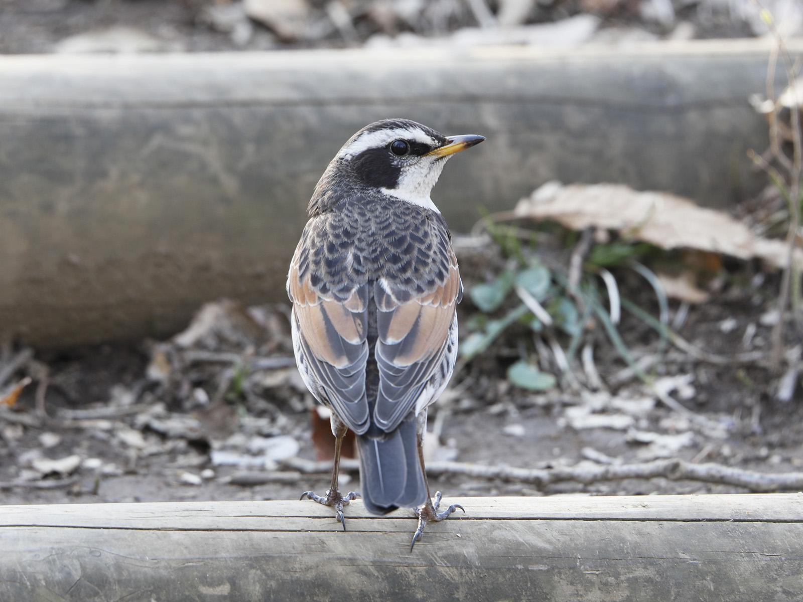 鳥の名前を調べるコツ プロが教える 野鳥の見わけ方 3ポイント サライ Jp 小学館の雑誌 サライ 公式サイト