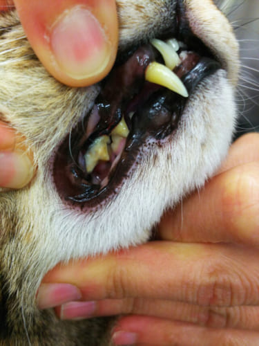 歯 周 治療 猫 病 猫好き集まれ！猫の歯にかかる治療費は人間の５倍以上！？