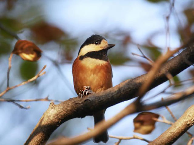 なぜその鳥だけがその木を好むのか 野鳥観察に役立つ木と鳥の相性 サライ Jp 小学館の雑誌 サライ 公式サイト