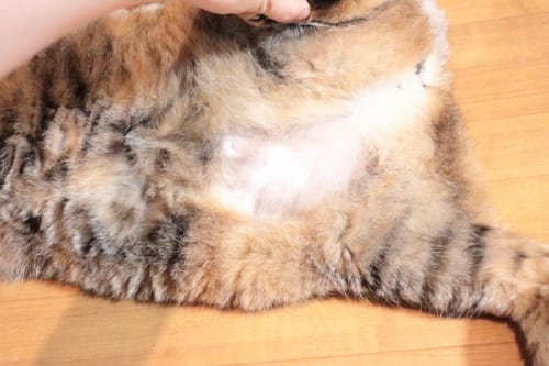 うちの猫がハゲに 猫の 毛むしり 原因と対策を専門家に聞いた サライ Jp 小学館の雑誌 サライ 公式サイト