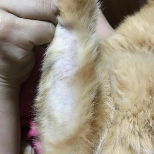 うちの猫がハゲに 猫の 毛むしり 原因と対策を専門家に聞いた サライ Jp 小学館の雑誌 サライ 公式サイト