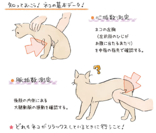 あなたの猫は大丈夫 高齢シニア猫の 老い支度 に欠かせないこと サライ Jp 小学館の雑誌 サライ 公式サイト