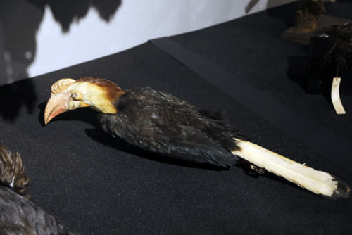 頭がない剥製標本は何のため あなたが知らない鳥標本の世界 サライ Jp 小学館の雑誌 サライ 公式サイト