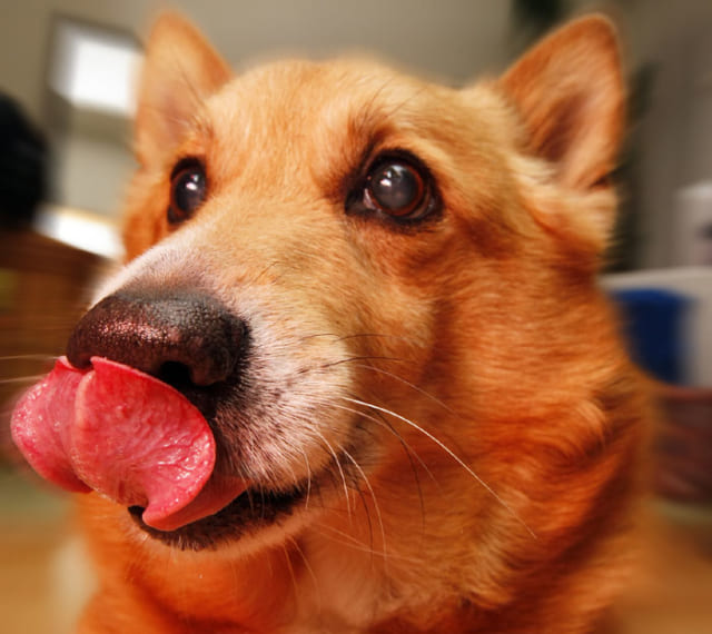 犬の カリカリ を冷蔵庫に入れちゃダメ ペットのための食中毒対策 サライ Jp 小学館の雑誌 サライ 公式サイト