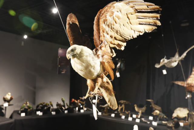 標本と剥製の違いとは 鳥標本が教えてくれるたくさんの知の世界 サライ Jp 小学館の雑誌 サライ 公式サイト