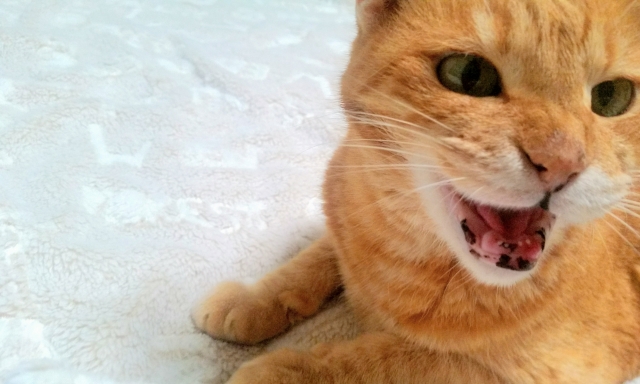 突然シャーッ 本当は怖い問題行動 猫の八つ当たり サライ Jp 小学館の雑誌 サライ 公式サイト