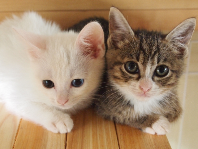 多頭飼いのウソホント 猫を２匹以上飼うなら子猫のうちからがいい サライ Jp 小学館の雑誌 サライ 公式サイト