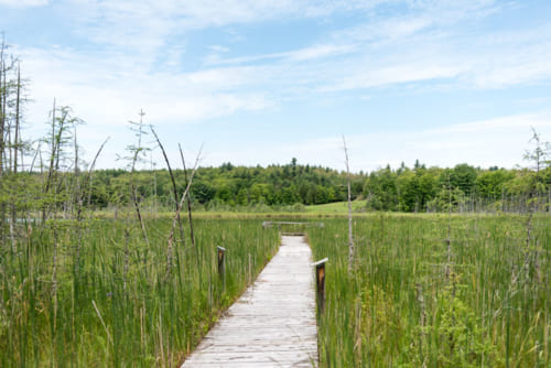 木製の遊歩道があり、保護区を散策できる