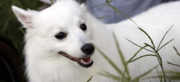 なぜ日本人は白い犬が好きなのか？ 日本人と白い犬の歴史
