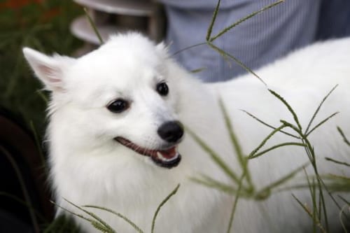 なぜ日本人は白い犬が好きなのか？ 日本人と白い犬の歴史
