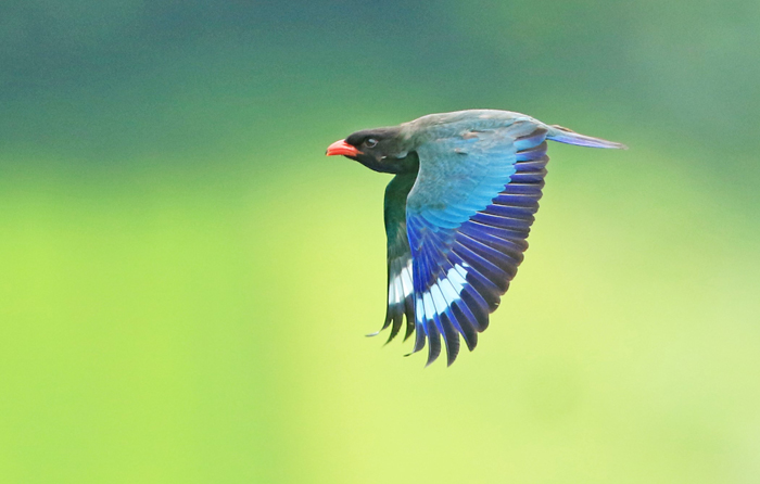 スコープにすぐ鳥を入れる 鳥に近づく 日本でただ１人のプロ バードウォッチャーが教える スゴ技 サライ Jp 小学館の雑誌 サライ 公式サイト