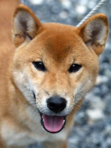 江戸時代の有名事件に登場した犬の糞