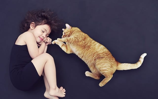 猫と人は家族や友人のように親しくなれるのか