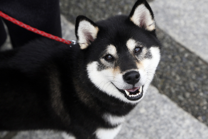 江戸時代のペットの代表格は犬と金魚とネズミ ペット飼育書から見た飼い主の意識と教養 サライ Jp 小学館の雑誌 サライ 公式サイト