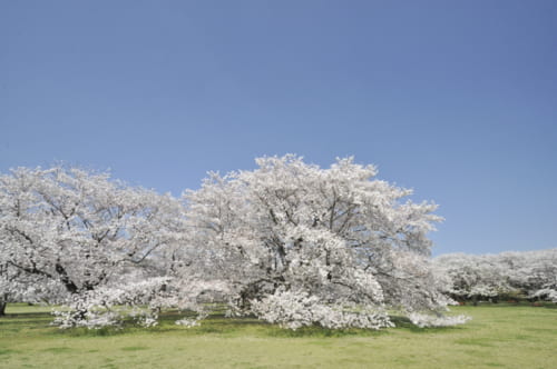 ２位：国営昭和記念公園 桜の園【東京都】