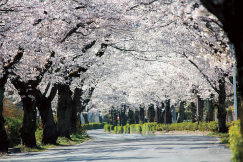 ６位：長瀞の桜【埼玉県】