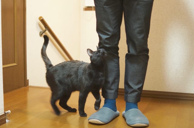 猫さんのすりすり行動は大好きのサイン 知っておきたい猫の習性 サライ Jp 小学館の雑誌 サライ 公式サイト
