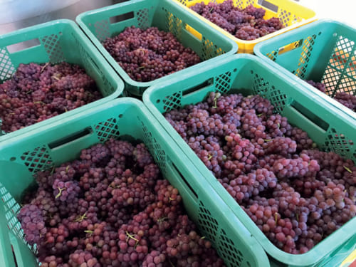 フジマル醸造所が仕込むデラウェアの葡萄。粒が小さく、糖度と酸も上がる。日本では約120年前から栽培され、気候も向いているといわれる。
